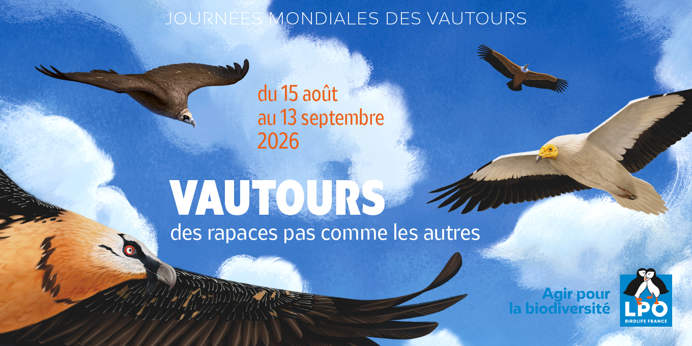 Du 15 août au 13 septembre 2026, venez observer le ciel à l’occasion des Journées mondiales des vautours